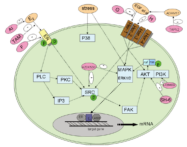 cancer signaling pathways. basic signaling pathways
